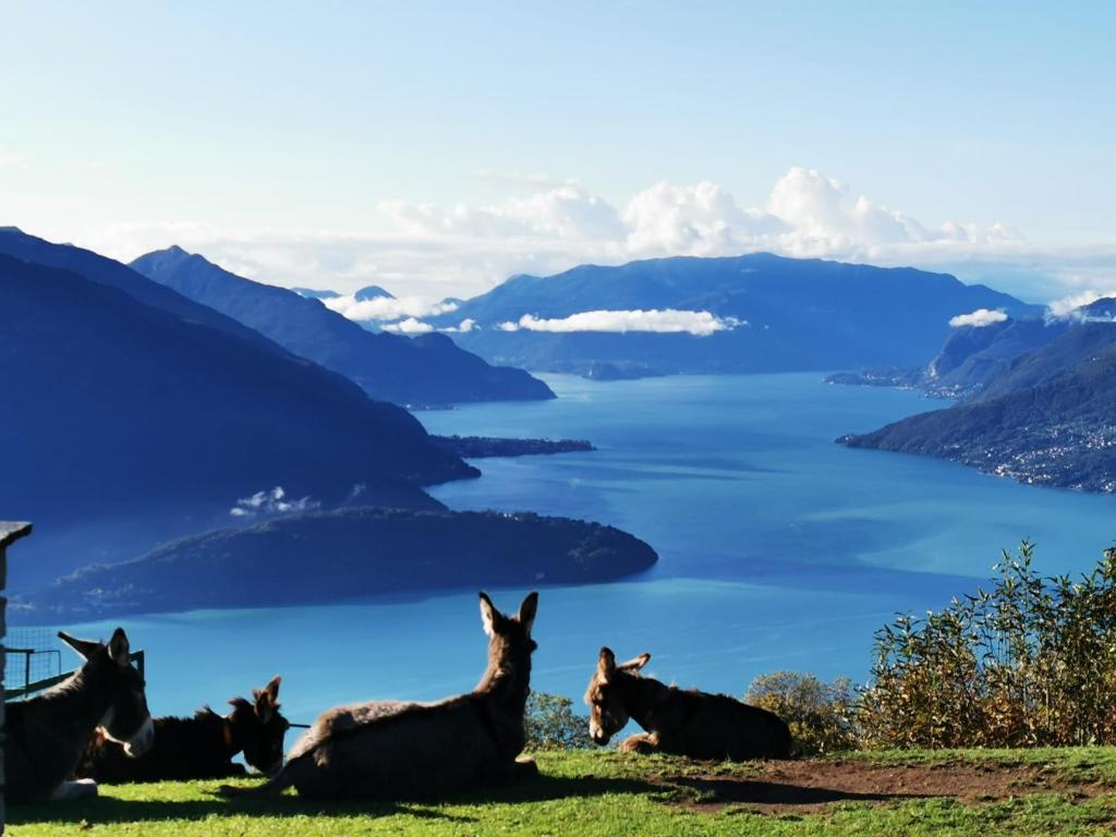Vercana的住宿－Baita Melissa，一群驴子坐在山上,俯瞰湖泊