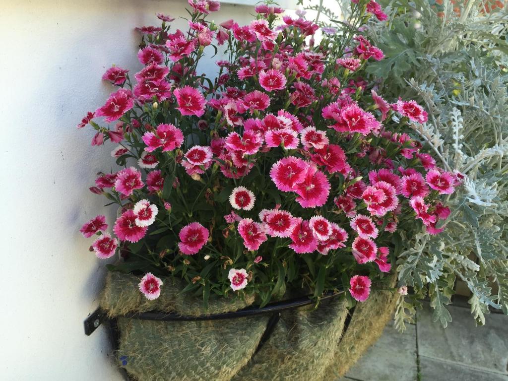 a pot of pink flowers hanging on a wall at Ashbourne Holiday Homes in Ashbourne