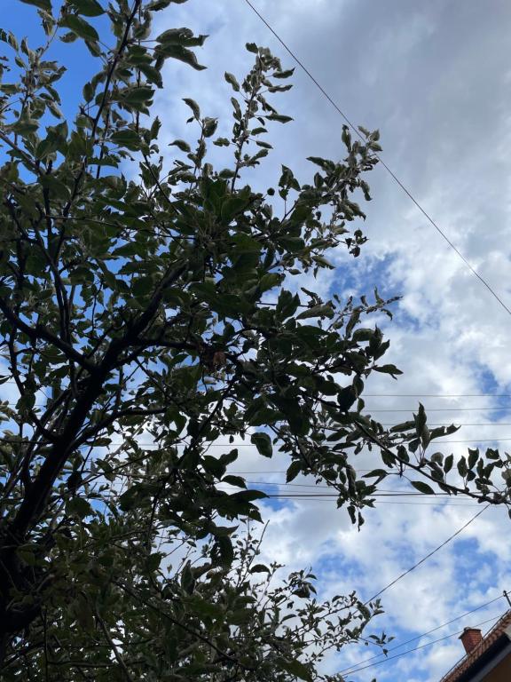 un arbre devant un ciel bleu avec des nuages dans l'établissement Apartman 019, à Zaječar