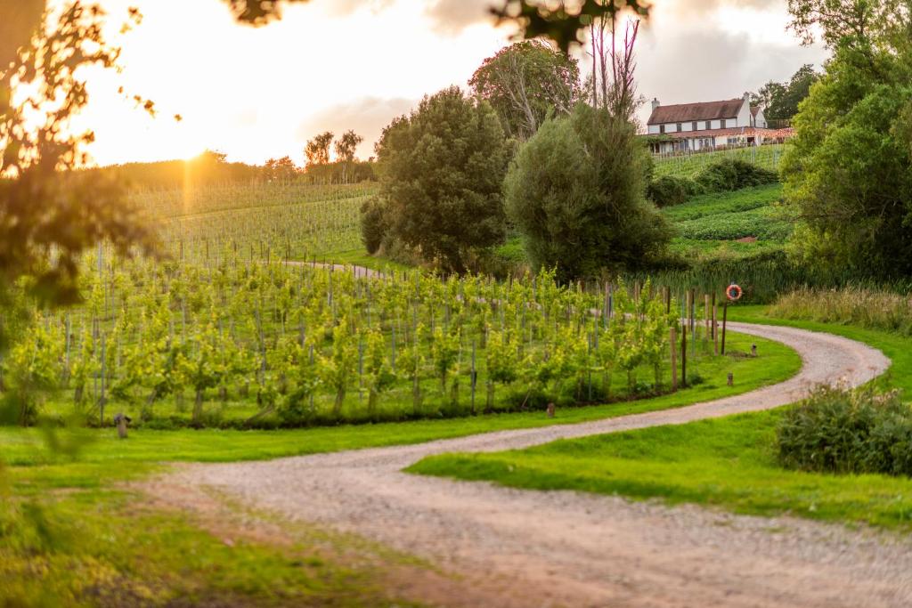 eine Schotterstraße auf einem Feld mit einem Weinberg in der Unterkunft Three Choirs Vineyards in Newent