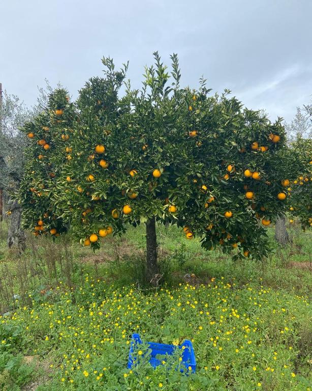 A garden outside El Abigero II