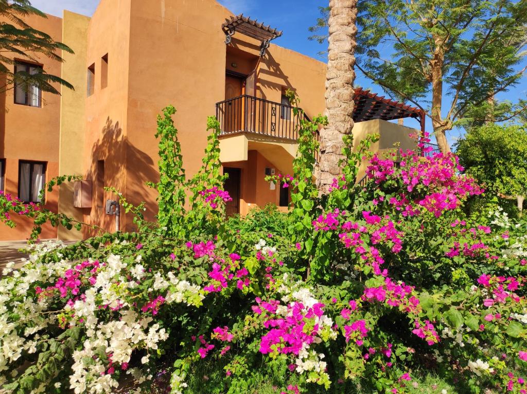 Zahrada ubytování Chalet Stella Makadi Beach 5*