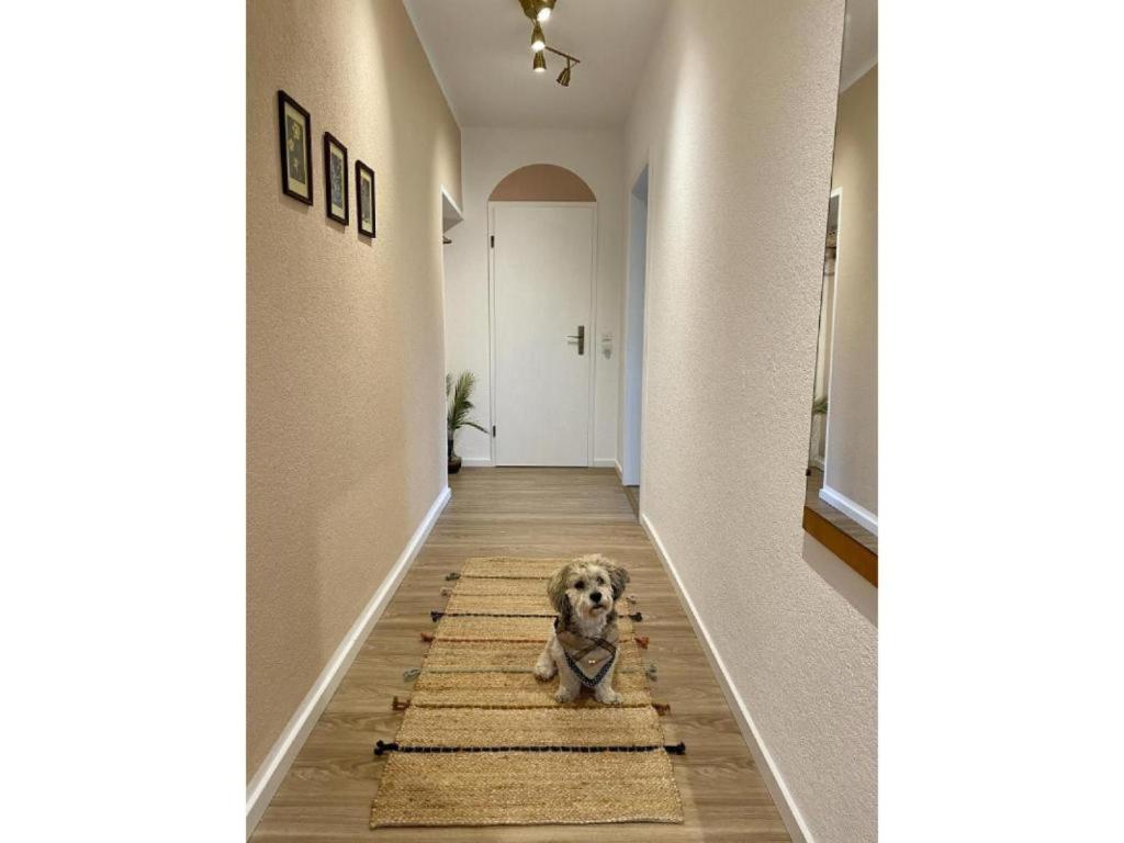 a dog sitting on a rug in a hallway at Die Raspel in Melsungen