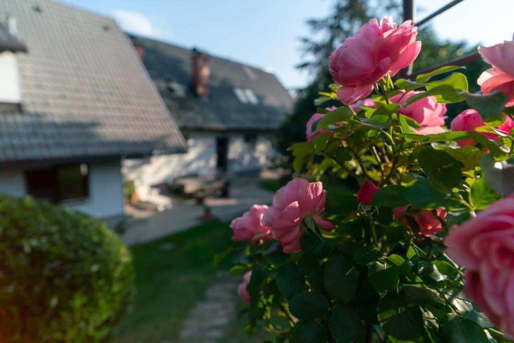 Zahrada ubytování Apartment Satya