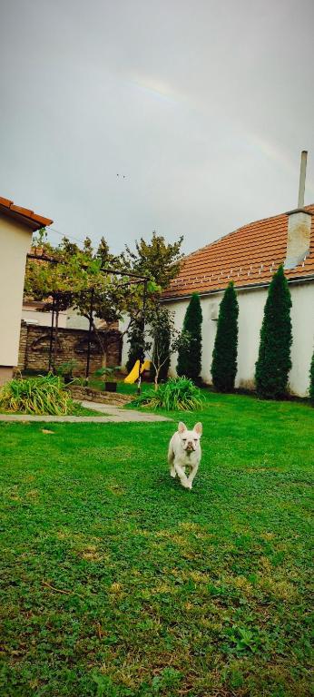 A garden outside Apartmani Kačara