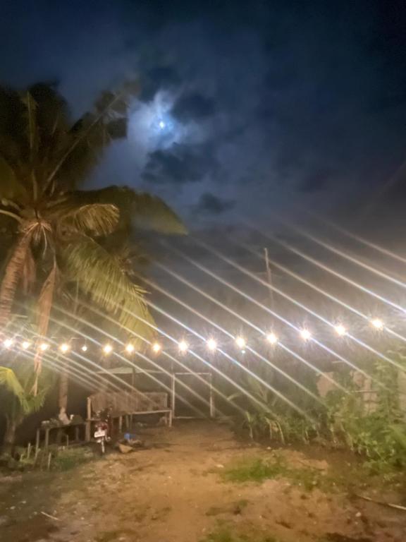 a row of solar panels at night with a palm tree at WT Resorts in Mabini