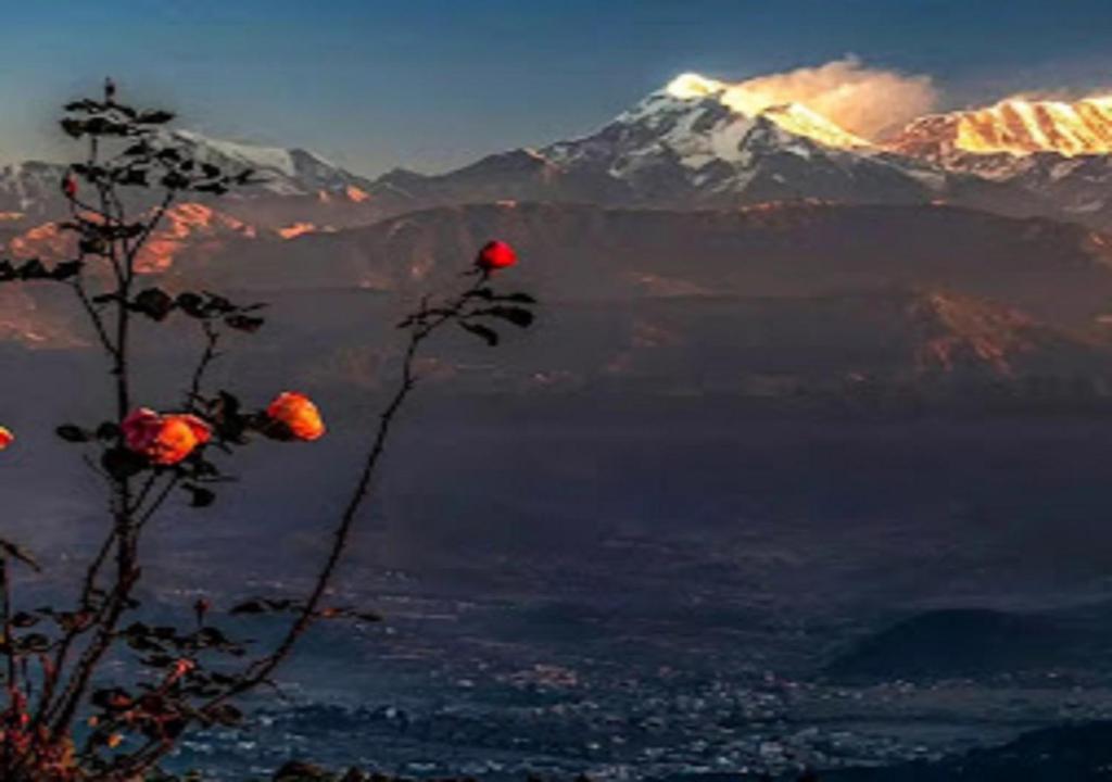 una planta con una montaña en el fondo en Corner Inn Homestay - Kausani, en Kausani