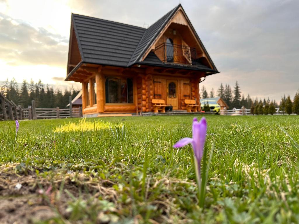 a log cabin in a field of grass with purple flowers at Domek Góralski Baciarka in Witów