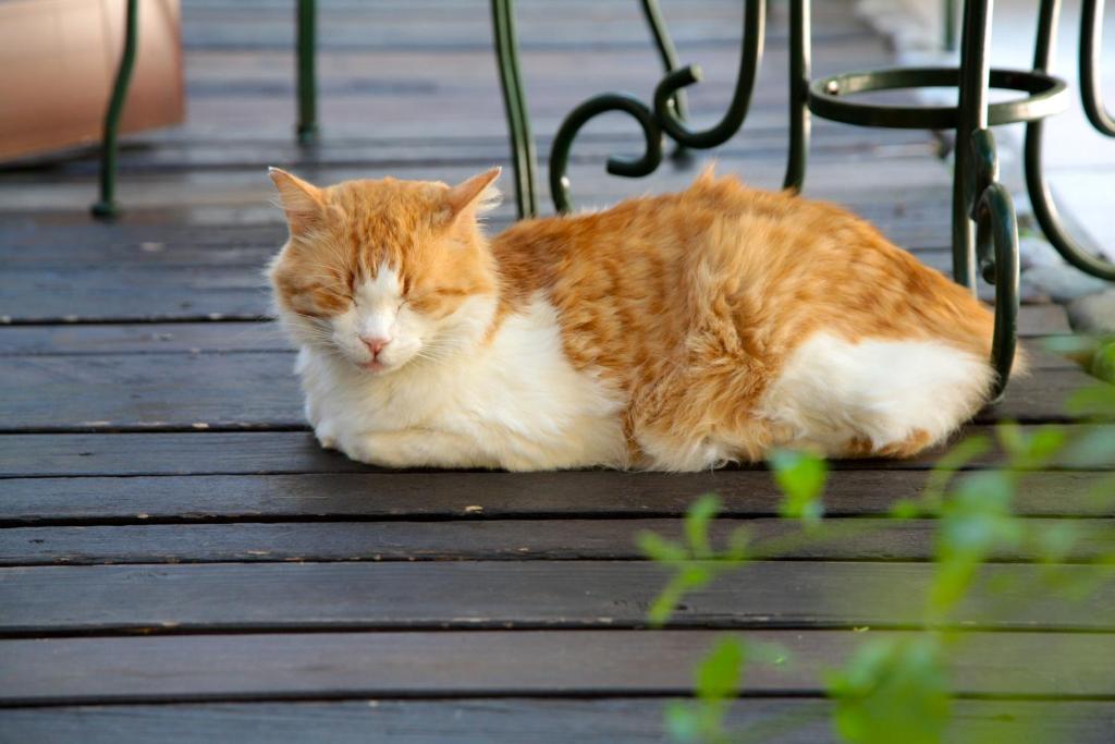 Ospiti di Hotel San Filis con animali domestici