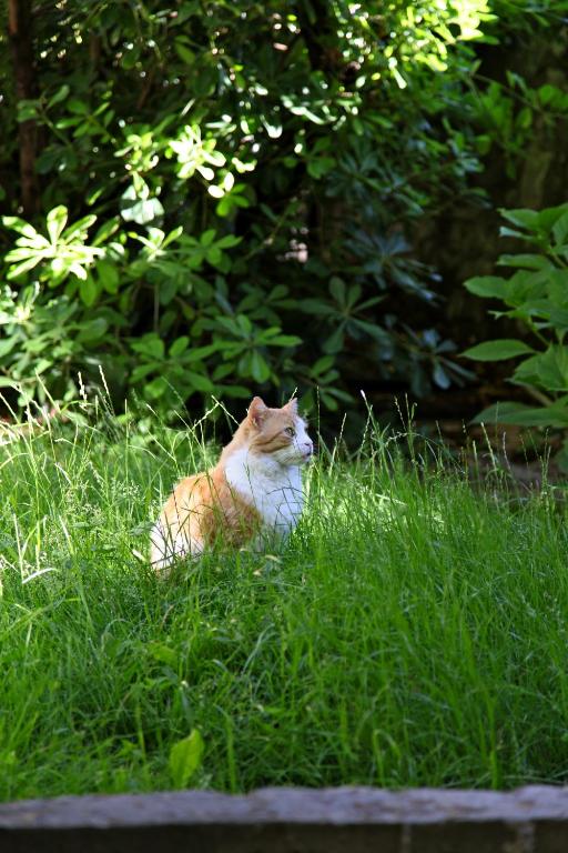 Ospiti di Hotel San Filis con animali domestici