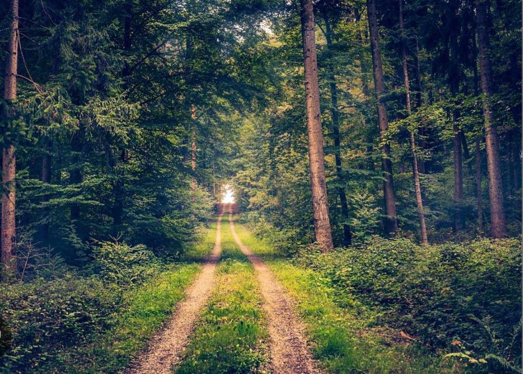 un camino de tierra en medio de un bosque en Landgasthof im Schwarzwald ideal für Wanderer & Biker, en Pforzheim