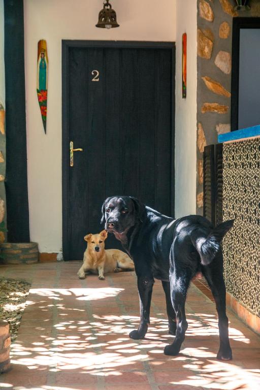 Domácí mazlíčci ubytovaní s hosty v ubytování Playa El YAQUE Posada Yaque Sol, Isla de Margarita