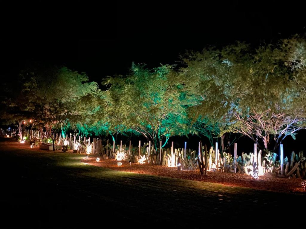 a row of trees at night with lights at Casa Cactus Praia in Macau