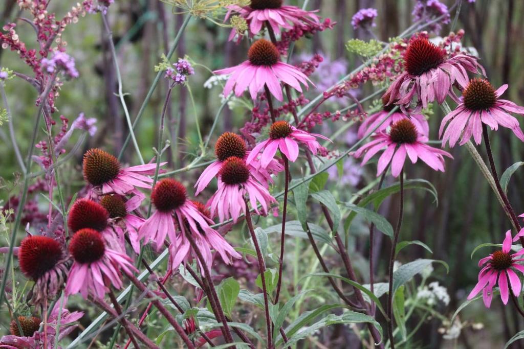 Giardino di Aughavannagh Yurt Glamping