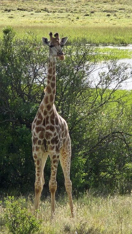 a giraffe standing in a field of tall grass at Goshen Guest Farm in Edenburg