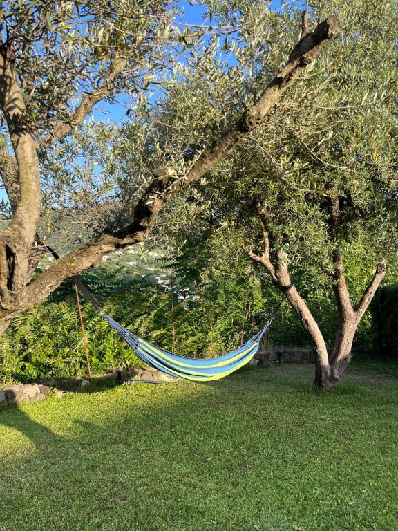 una hamaca colgando de un árbol en un patio en Casa dei Nonni, en Isquia