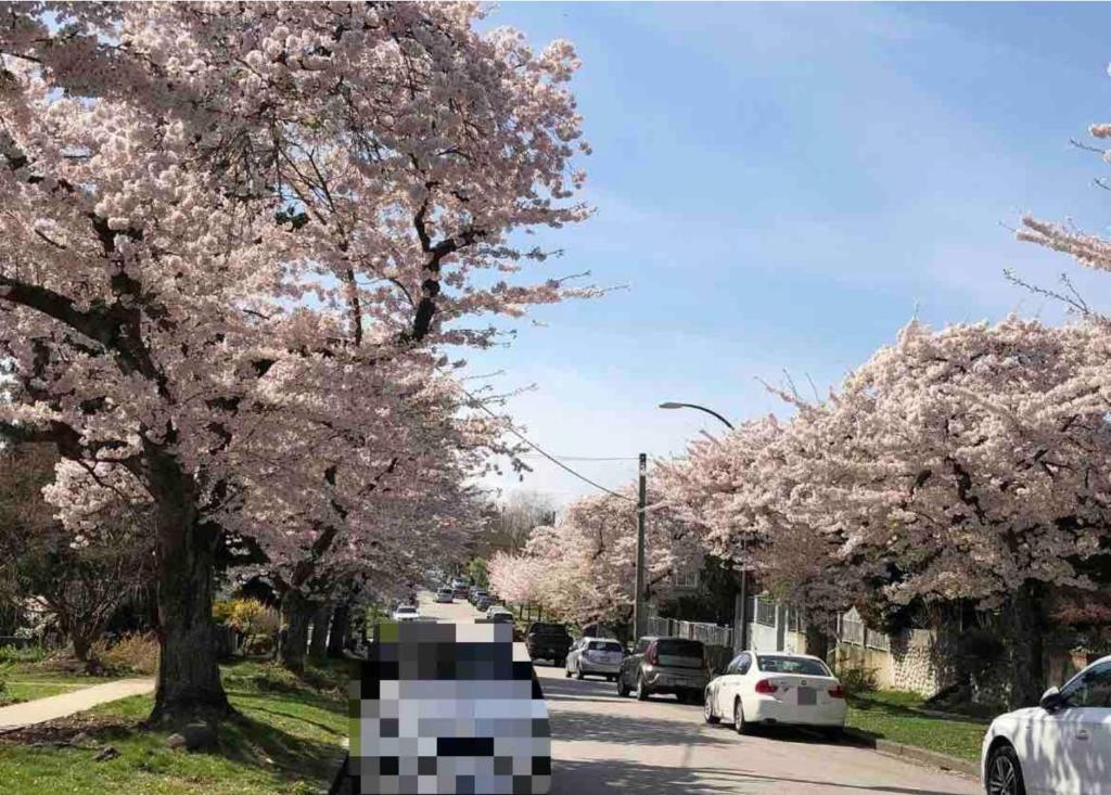 einen Baum mit rosa Blumen auf einer Straße mit Autos in der Unterkunft convenient to live and travel（A）separate entrance in Vancouver