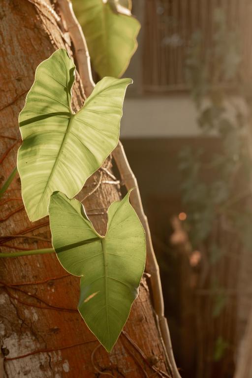 a green leaf on the side of a tree at Villa Mango Jeri in Jericoacoara