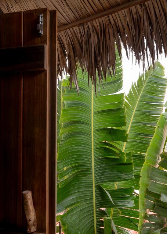a large green plant is seen through a window at Villa Mango Jeri in Jericoacoara