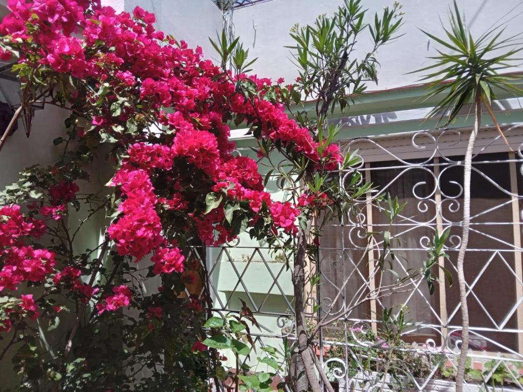 a bunch of pink flowers hanging from a fence at L&J Departamento in Gerli