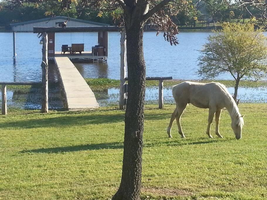 a white horse grazing in the grass next to a tree at Waterfront Ranch Home + Bunk Barn + Guest Cabin in Alba