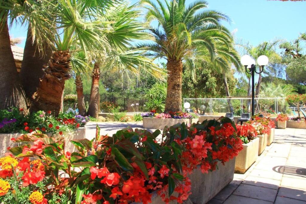 a bunch of flowers in a park with palm trees at Mobile home 5-pers Camping Leï Suves-Côtes d&#39;Azur-including airco in Roquebrune-sur-Argens