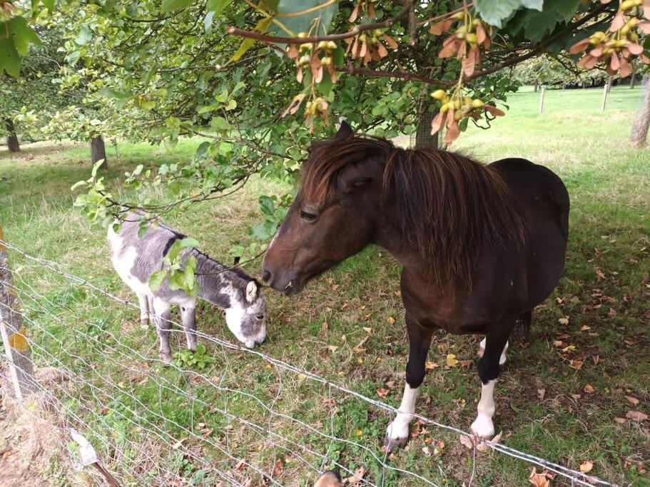 Ein Pferd und eine Kuh stehen neben einem Zaun in der Unterkunft Gîte du Manoir in Subles