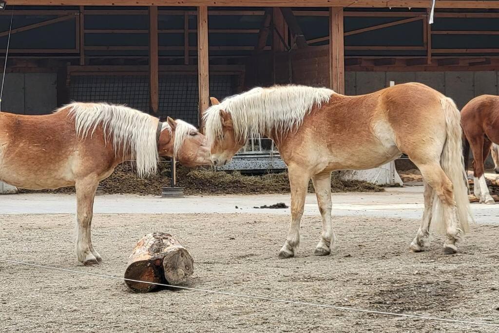 Zvířata v prázdninového domu nebo okolí