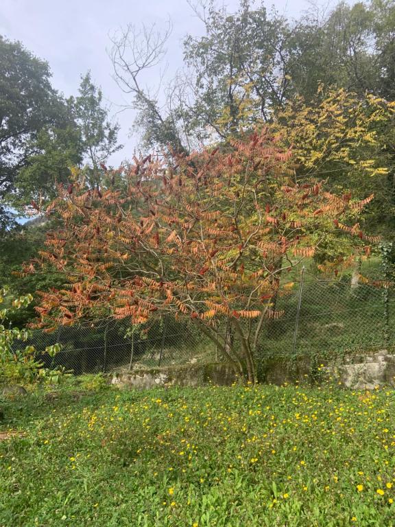 Il Mulino di Valeria في Canzo: شجرة بأوراق حمراء أمام السياج