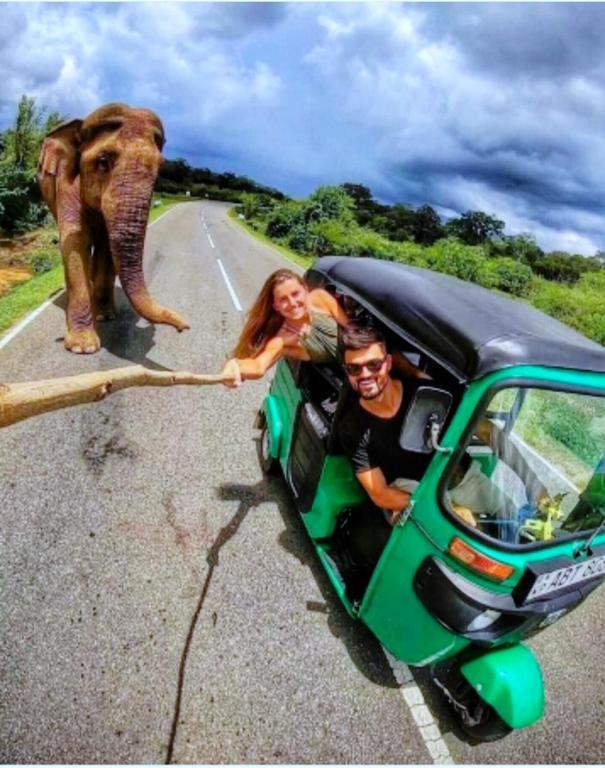 a group of people in a car with an elephant on the road at Enjoy River Cottage in Udawalawe