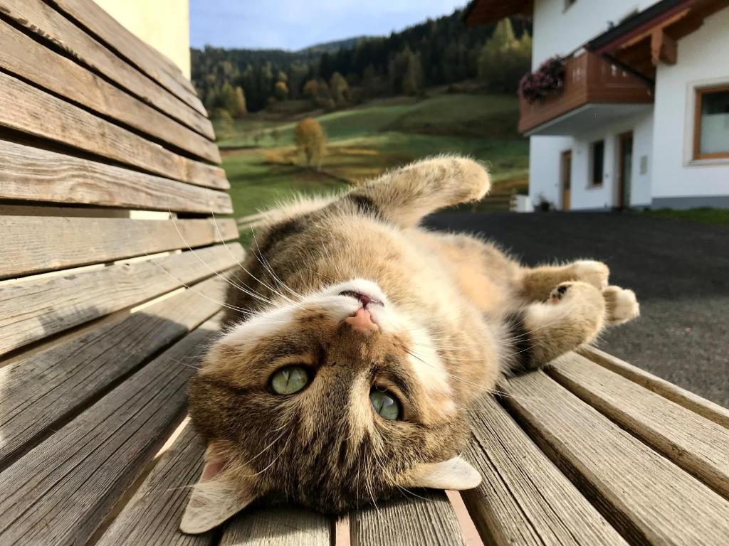 a cat laying on its back on a table at Bio Schartenhof in Sankt Johann im Pongau