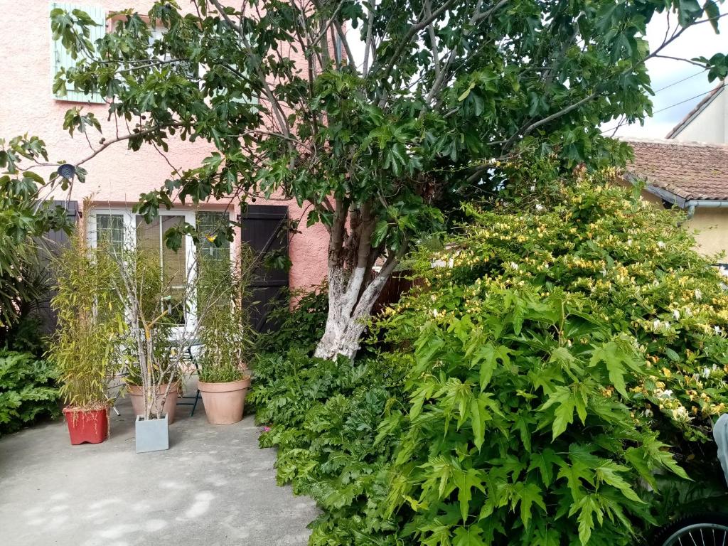 un grupo de plantas frente a una casa en Les Toiles du Figuier, en Espéraza