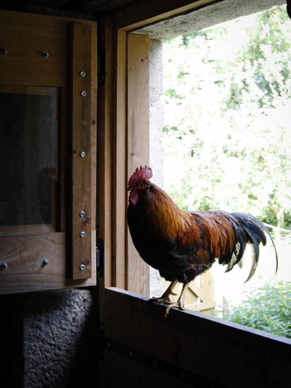 a rooster standing on the ledge of a window at Moulin de la Rouchotte in Frétigney-et-Velloreille