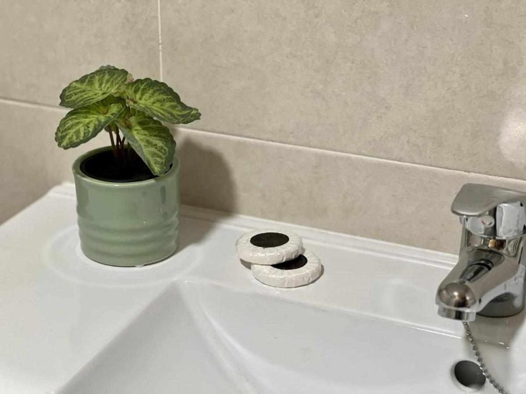 a potted plant sitting on top of a bathroom sink at Almamater salamanca in Salamanca