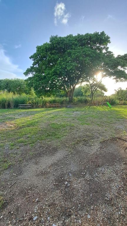 a large field with a tree and a bench at La Kay Catta in Saint-Pierre