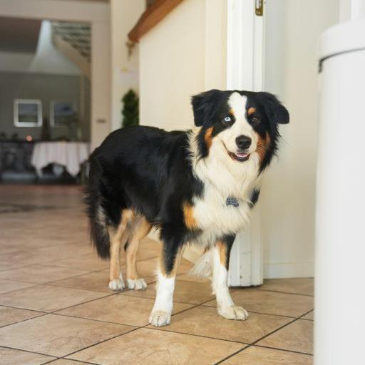 Ospiti di Hotel Havlund Bed and Breakfast con animali domestici