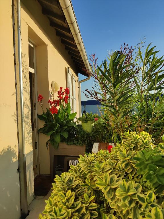 un montón de plantas delante de una casa en Au Saule Pleureur, en Villers-Saint-Paul