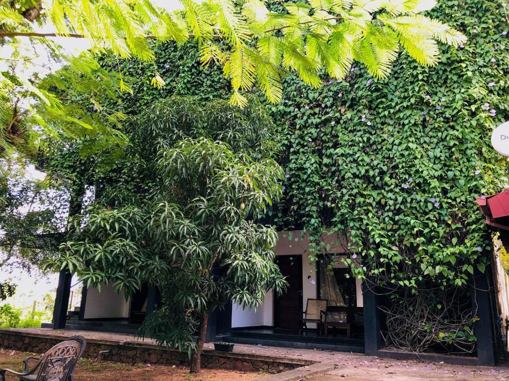 Giardino di Dambulla Rock Arch