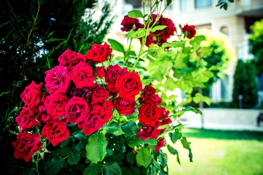a bouquet of red roses in front of a house at Apart Hotel Apolonia Palace in Sinemorets