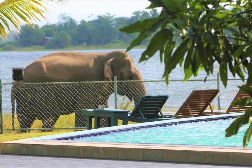 un éléphant debout à côté d'une piscine dans l'établissement Hotel Lake Park, à Polonnâruvâ