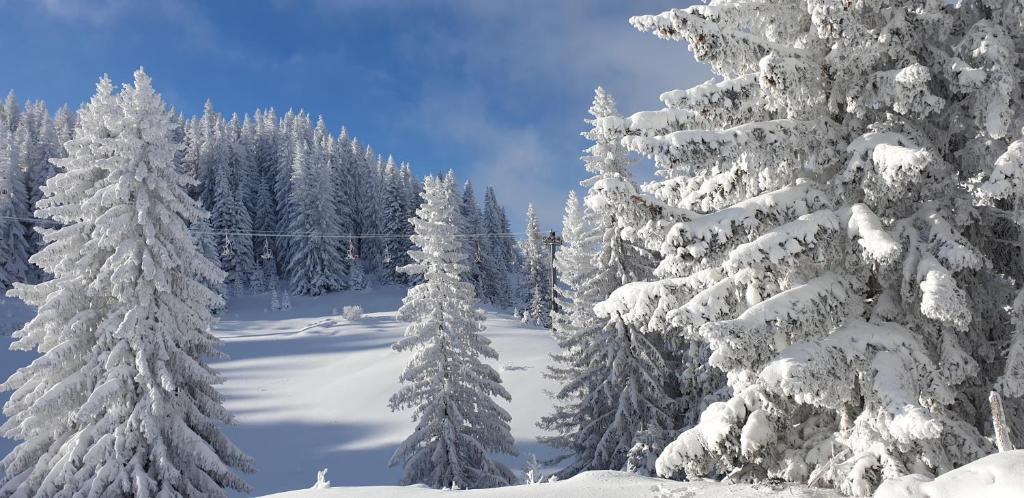 un groupe d'arbres enneigés sur une piste de ski dans l'établissement Apartmani Nina Košuta, à Jahorina