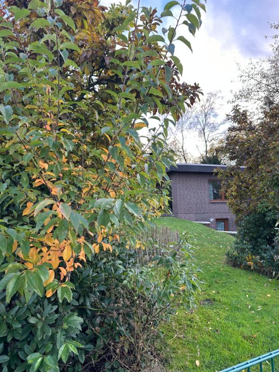 un árbol en un patio junto a una valla en Ferien ind Monteur Wohnung Maiglöckchen mit zwei Schlafzimmern, en Wildeshausen