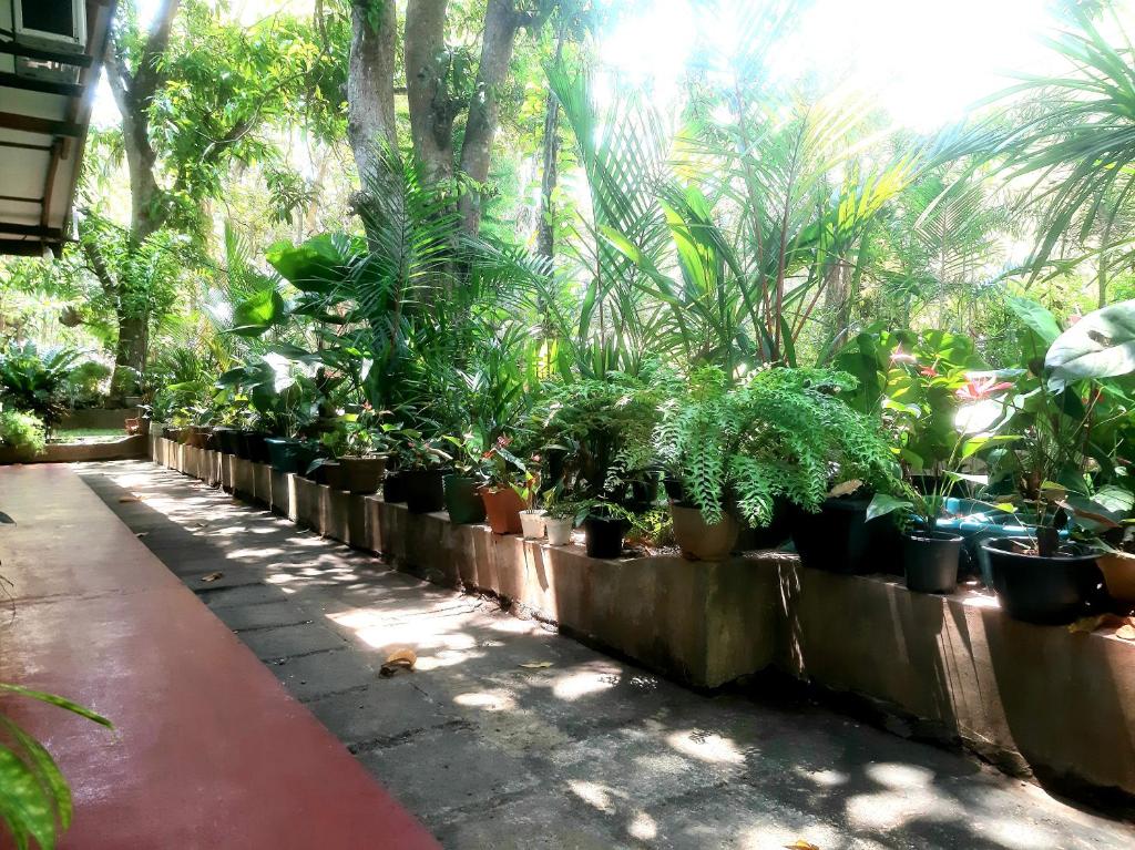 Zahrada ubytování Palitha Homestay