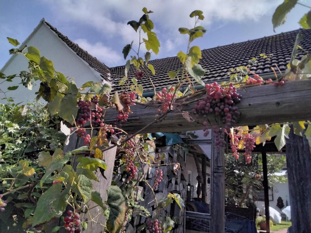 Vonkajšia záhrada v ubytovaní Gemütlichkeit am Vierkanthof - Apartment 2
