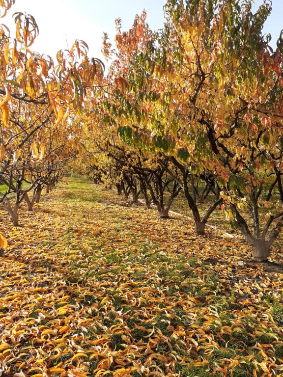 Zahrada ubytování aux pieds des vignes