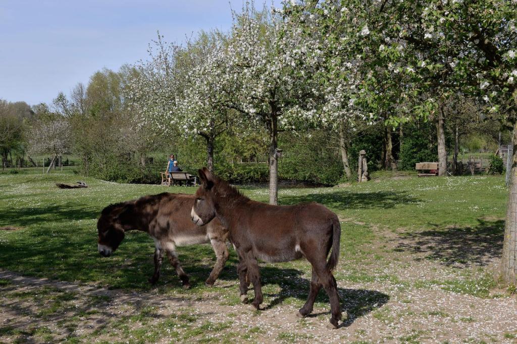 deux chevaux debout dans l'herbe sous un arbre dans l'établissement Grijzegraaf vakantiewoning Voerstreek, à Fourons