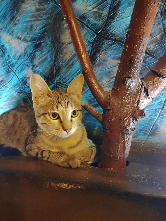 Domácí mazlíčci ubytovaní s hosty v ubytování Petra Musa Rural House