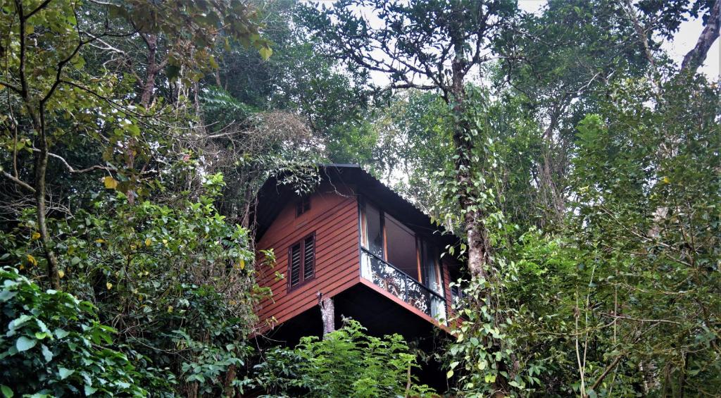 a wooden cabin in the middle of trees at TREE6 WAYANAD in Vythiri