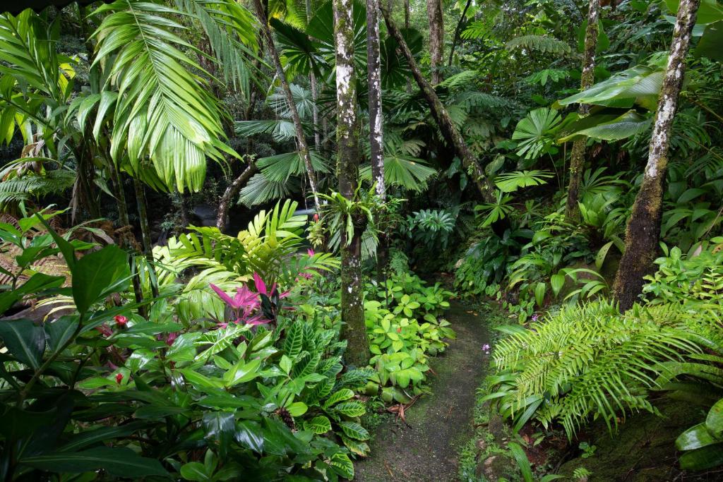 Zahrada ubytování Daintree Secrets Rainforest Sanctuary