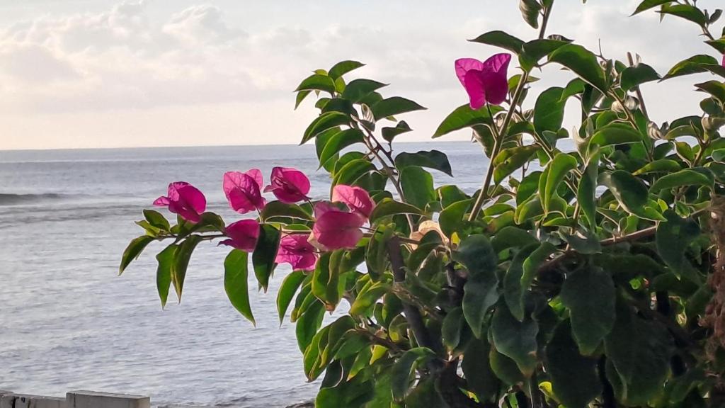 Une brousse avec des fleurs roses en face de l'océan dans l'établissement White Sunset - Votre appartement pieds dans l'eau, à Trois Bassins